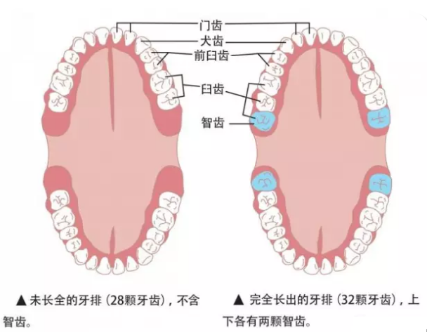 XҪγ